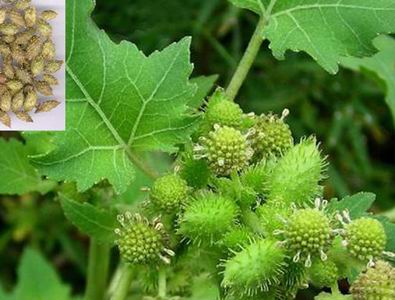 �ϲ���Ҷ�μ�����