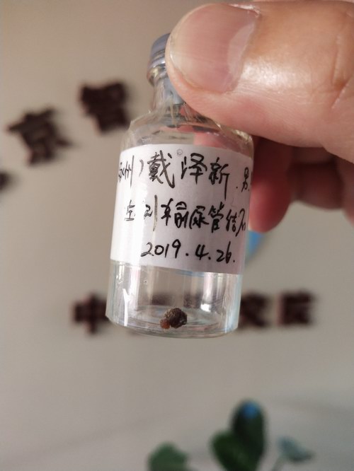 ���ָ���������µ��������ܽ�ʯ