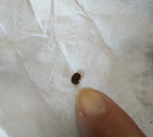 ���ָ���Ʒ�����������������ܽ�ʯ